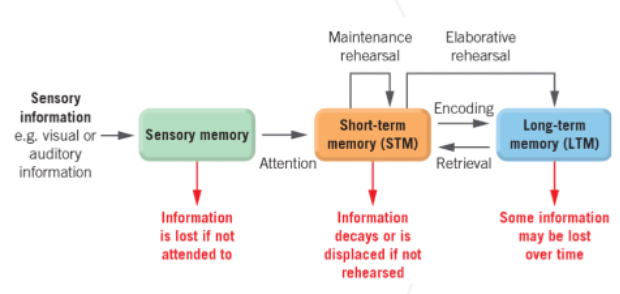 <p><span style="line-height: 115%;">Multi-store model of memory (consist of multiple memory levels through which a stream of data flows for processing)<strong>. </strong>Emphasises storage structures of memory & suggests that info must pass through three memory stores to be stored for a long time. These 3 independent stores function simultaneously and interact with each other to process information:<strong> </strong>Sensory memory<strong>, </strong>Short-term memory (STM)<strong>, </strong>Long-term memory (LTM). Widely accepted models of memory because of its explanatory power (how well it explains memory).</span></p><p><strong>Encoding –</strong> process that converts info into useable form (code), can be stored & represented in memory system. For encoding process to begin, must pay attention to info. Begins when senses take in raw, meaningless sensory information</p><p class="MsoNormal"><strong>Storage –</strong>retention of info in memory system over time. If we store info in an organised way, it will make it easier to recover memories when needed.</p><p class="MsoNormal"><strong>Retrieval –</strong> process of locating info, stored in memory by bringing it into consciousness when needed. Relies on using the right cues so that can locate correct piece of info in vast network of our memories.</p>