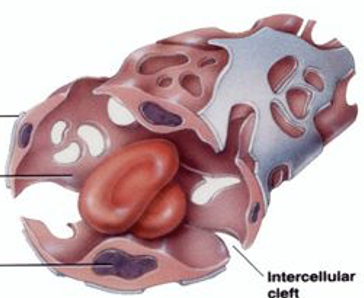 <p>Sinusoid capillaries</p>