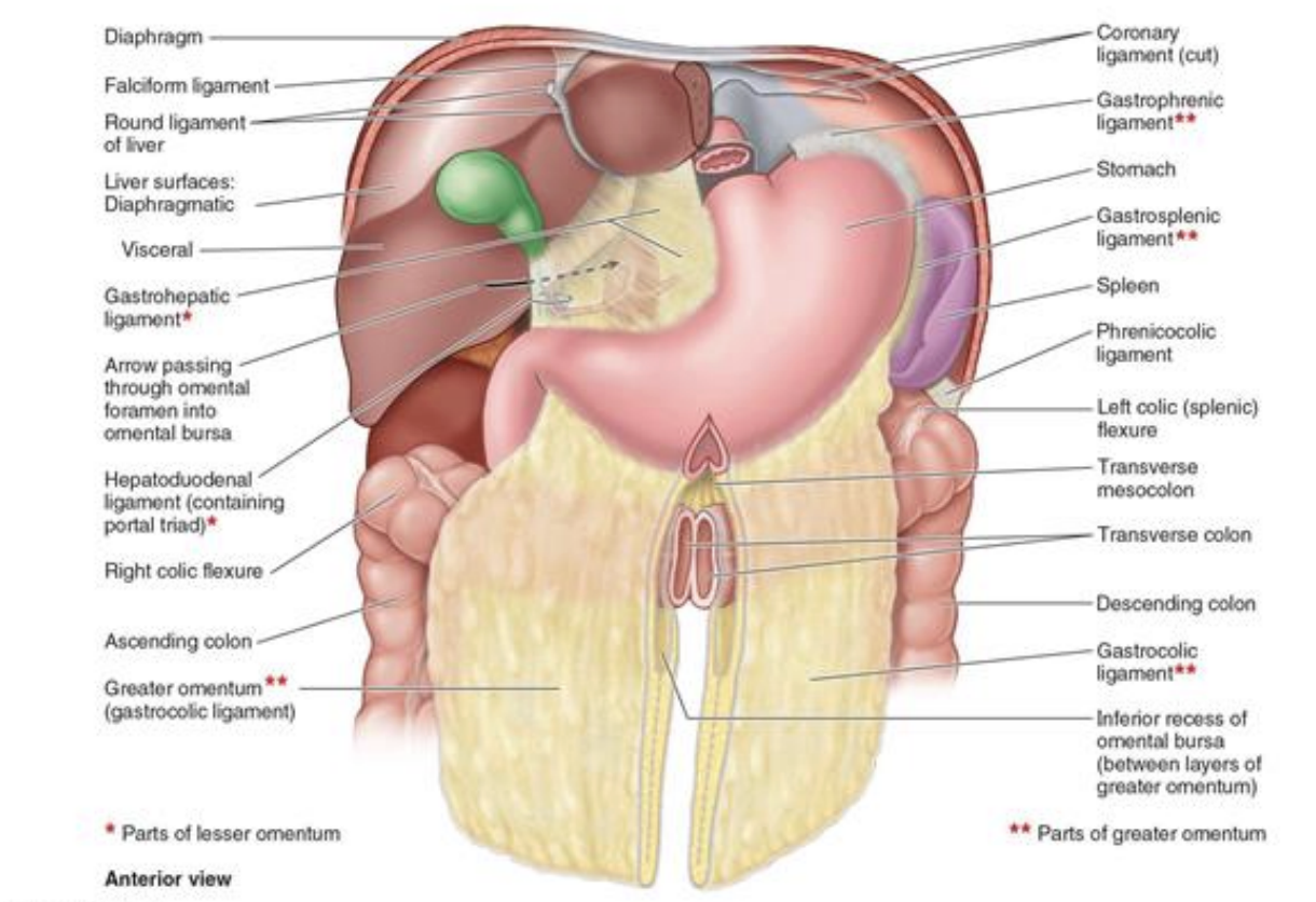 <p>reflection of peritoneum that is raised from the abdominal wall by underlying structures (such as blood vessels, obliterated blood vessels, ligaments or ducts)</p>