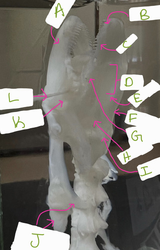 <p>E</p>
