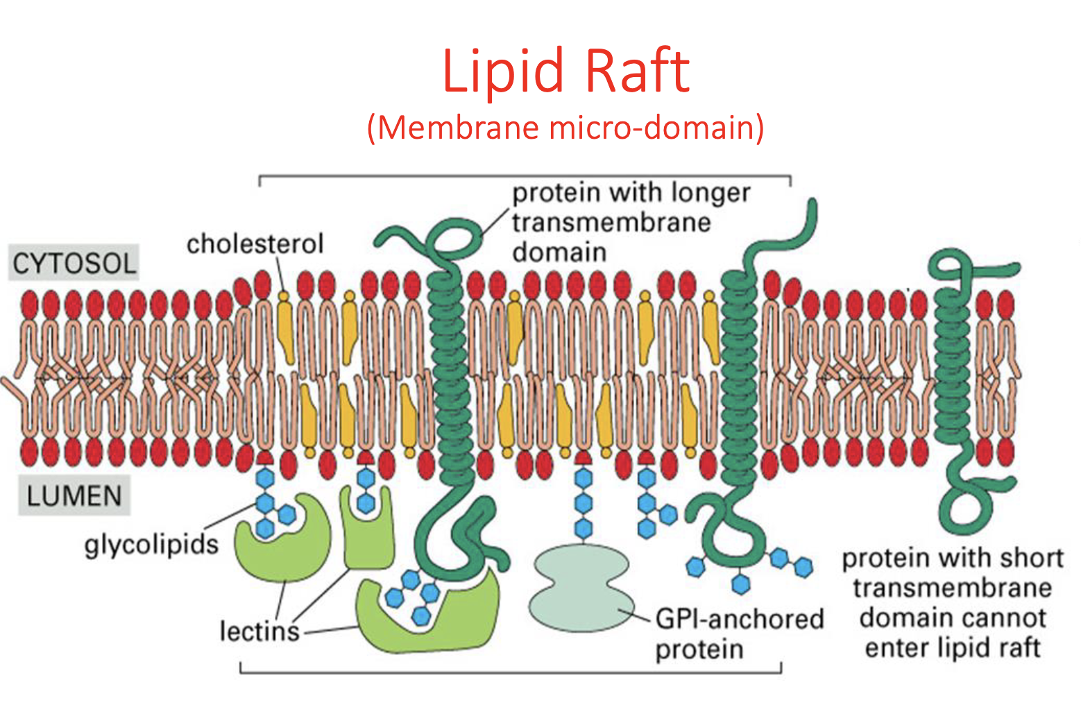 <p>Regulatory function</p><p>—> being able to separate signaling molecules/cascades so they aren’t turned on all the time </p>