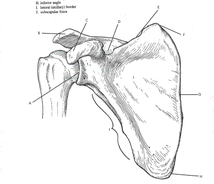 <p>G</p>