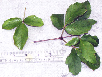<p>common name</p>