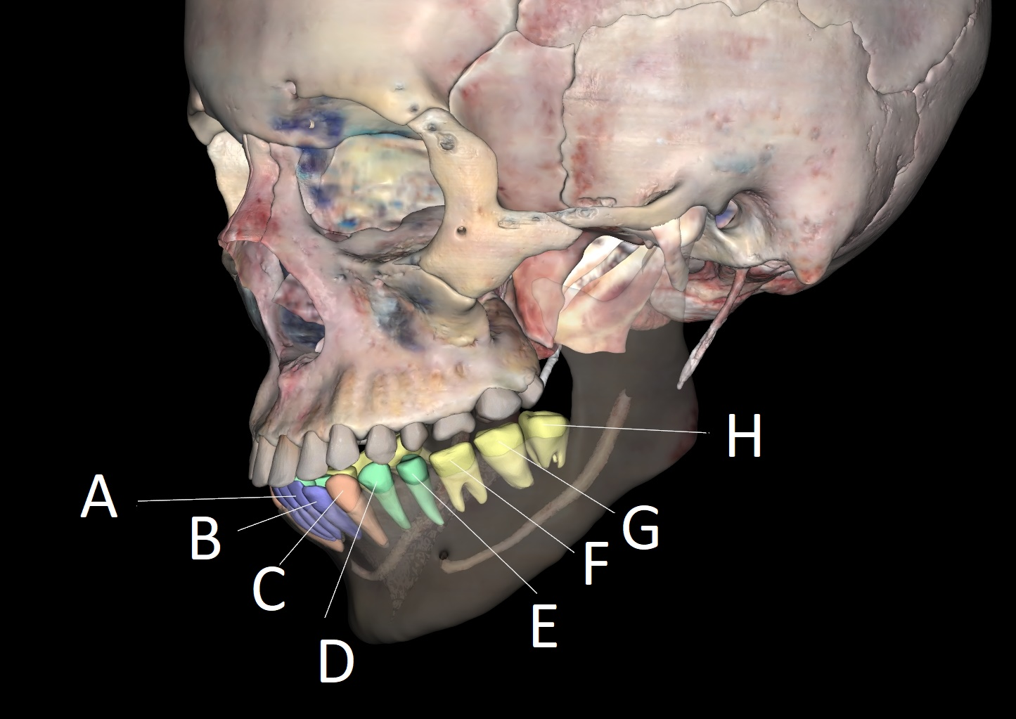 <p>G</p>