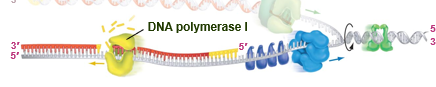 <p>removes ribonucleotides of primer, replaces them with deoxyribonucleotides</p>