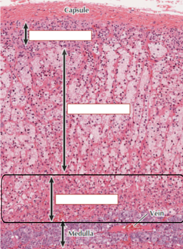 <p>a. What section of the Adrenal cortex is this?</p><p>b. What does it do?</p>