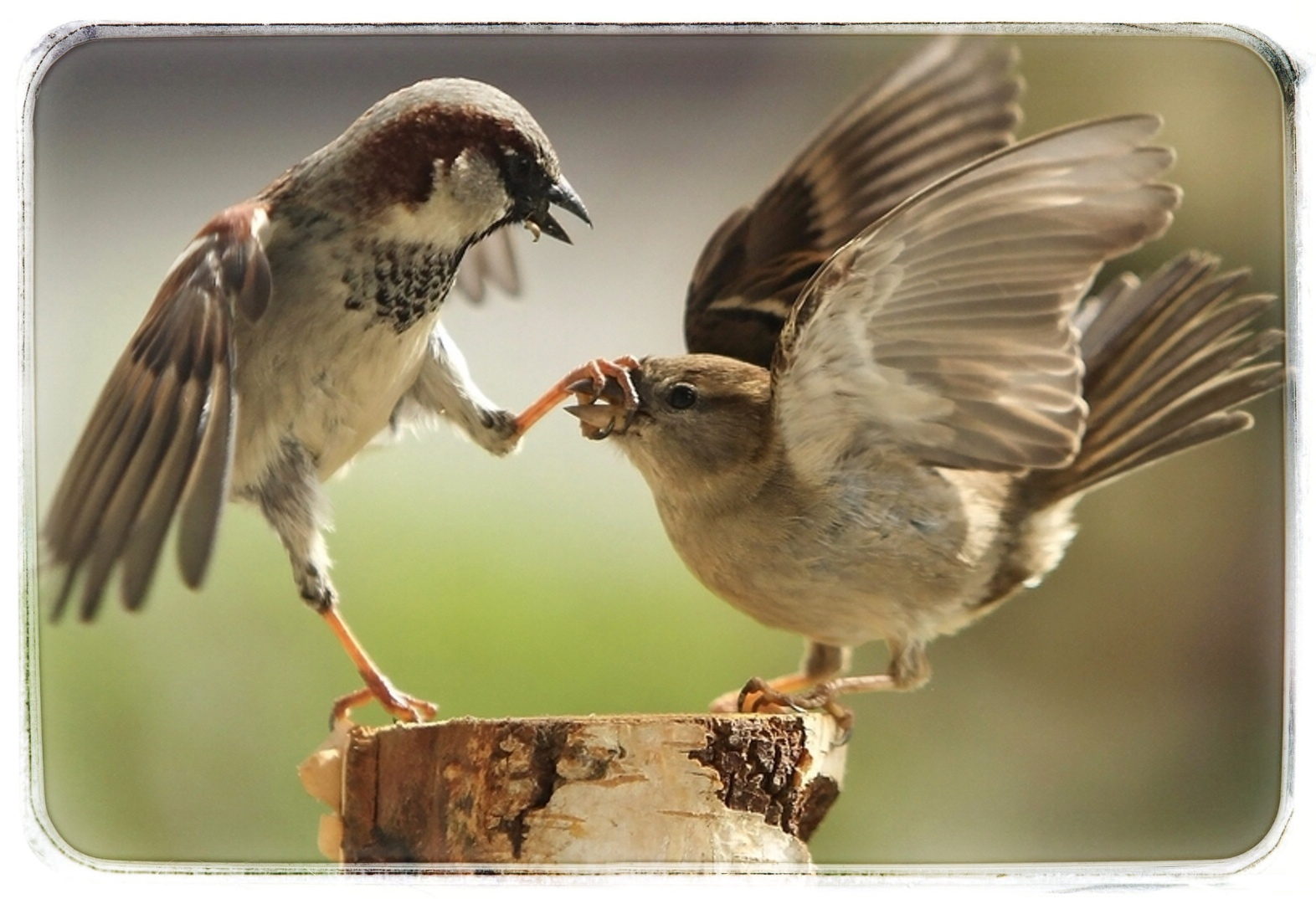 <p>Повышение энергетики речи (чуть быстрее, увереннее, без пауз) и наличие четкого плана беседы в руках. Пример: если вас перебивают, твердо скажите: «Минутку, я не закончил, будьте добры, я продолжу». [END]</p>