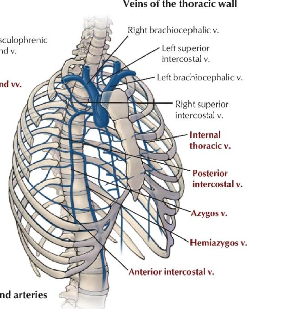 <p><strong>Azygos vein:</strong><span> The main vessel of the system on the right side</span></p>