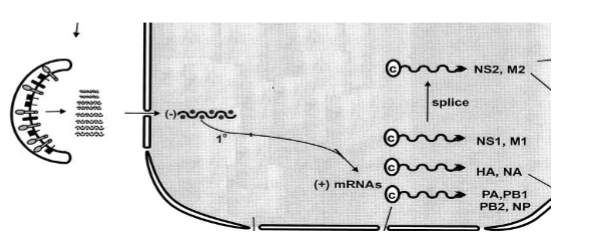 <p>→ Nu liggen de 8 minstreng-RNA segmenten los in het cytoplasma, maar ze moeten naar de <strong>celkern</strong> om gekopieerd te worden.</p><ul><li><p><strong>De nucleaire postcode (NLS):</strong> Elk van de 8 RNA-segmenten zit vast aan het <strong>RNA-dependent RNA-polymerase complex (PA, PB1, PB2)</strong>. Deze drie eiwitten dragen een ingebouwde moleculaire postcode: het <strong>Nucleus Localization Signal (NLS)</strong>.</p></li><li><p><strong>De reis naar binnen:</strong> De gastheercel herkent deze NLS-code, denkt dat het om eigen eiwitten gaat, en transporteert het virale RNA via de kernporiën actief de celkern in (<em>Host transport system provides transport to the nucleus</em>).</p></li><li><p><strong>Transcriptie naar mRNA:</strong> Eenmaal in de kern gaat het meegeleverde polymerase direct aan het werk. Het leest het (-) sense vRNA af en bouwt de complementaire <strong>(+) mRNAs</strong>. Sommige van deze mRNA's worden daarna nog korter geknipt (<strong>splice</strong>) om coderend te worden voor specifieke eiwitten (zoals NS2 en M2).</p></li></ul><p></p>