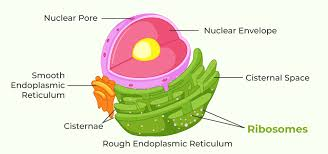 <p>responsible for protein synthesis, attached to ER. reads messenger RNA and assembles amino acids into polypeptide chains.</p><ol><li><p><strong>free ribosomes</strong>: produce protein that stay within the cytoplasm/used for cytosol</p></li><li><p><strong>bound ribosomes</strong>: attached to the RER, synthesize proteins for secretion, membrane insertion, or lysosomes</p></li></ol><p></p>