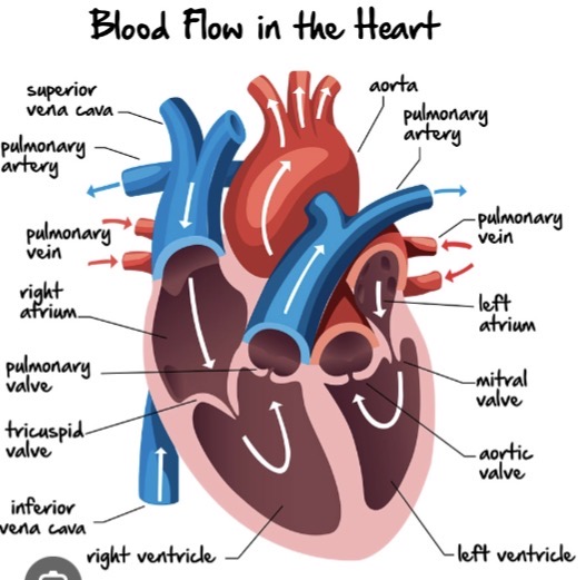 <ul><li><p><span><strong><span>T</span></strong><span>ricuspid Valve (Right side)</span></span></p></li><li><p><span><strong><span>P</span></strong><span>ulmonic Valve (Right side)</span></span></p></li><li><p><span><strong><span>M</span></strong><span>itral Valve (Left side)</span></span></p></li><li><p><span><strong><span>A</span></strong><span>ortic Valve (Left side)</span></span></p></li></ul><p></p><ul><li><p><span><strong><span>OX</span></strong><span>: </span><strong><span>R</span></strong><span>ight side = </span><strong><span>OX</span></strong><span>ygen-poor (Deoxygenated).</span></span></p></li><li><p><span><strong><span>LOX</span></strong><span>: </span><strong><span>L</span></strong><span>eft side = </span><strong><span>OX</span></strong><span>ygen-rich (Oxygenated).</span></span></p></li></ul><p>Full sequence:</p><ul><li><p><span><span>Body to Vena Cava</span></span></p></li><li><p><span><span>Right Atrium</span></span></p></li><li><p><span><strong><span>Tricuspid Valve</span></strong></span></p></li><li><p><span><span>Right Ventricle</span></span></p></li><li><p><span><strong><span>Pulmonary Valve</span></strong></span></p></li><li><p><span><span>Pulmonary Artery to Lungs</span></span></p></li><li><p><span><span>Pulmonary Vein to Left Atrium</span></span></p></li><li><p><span><strong><span>Mitral (Bicuspid) Valve</span></strong></span></p></li><li><p><span><span>Left Ventricle</span></span></p></li><li><p><span><strong><span>Aortic Valve</span></strong></span></p></li><li><p><span><span>Aorta to Body</span></span></p></li></ul><p></p>