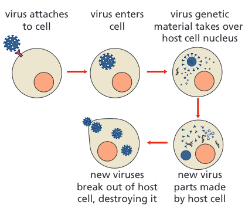 <p>They live and reproduce inside cells, causing cell damage.</p>