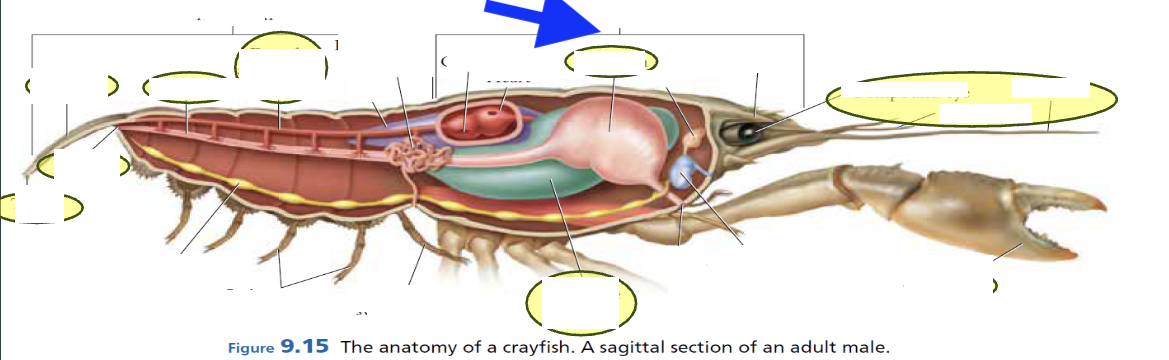<p>what is this whole structure?</p>
