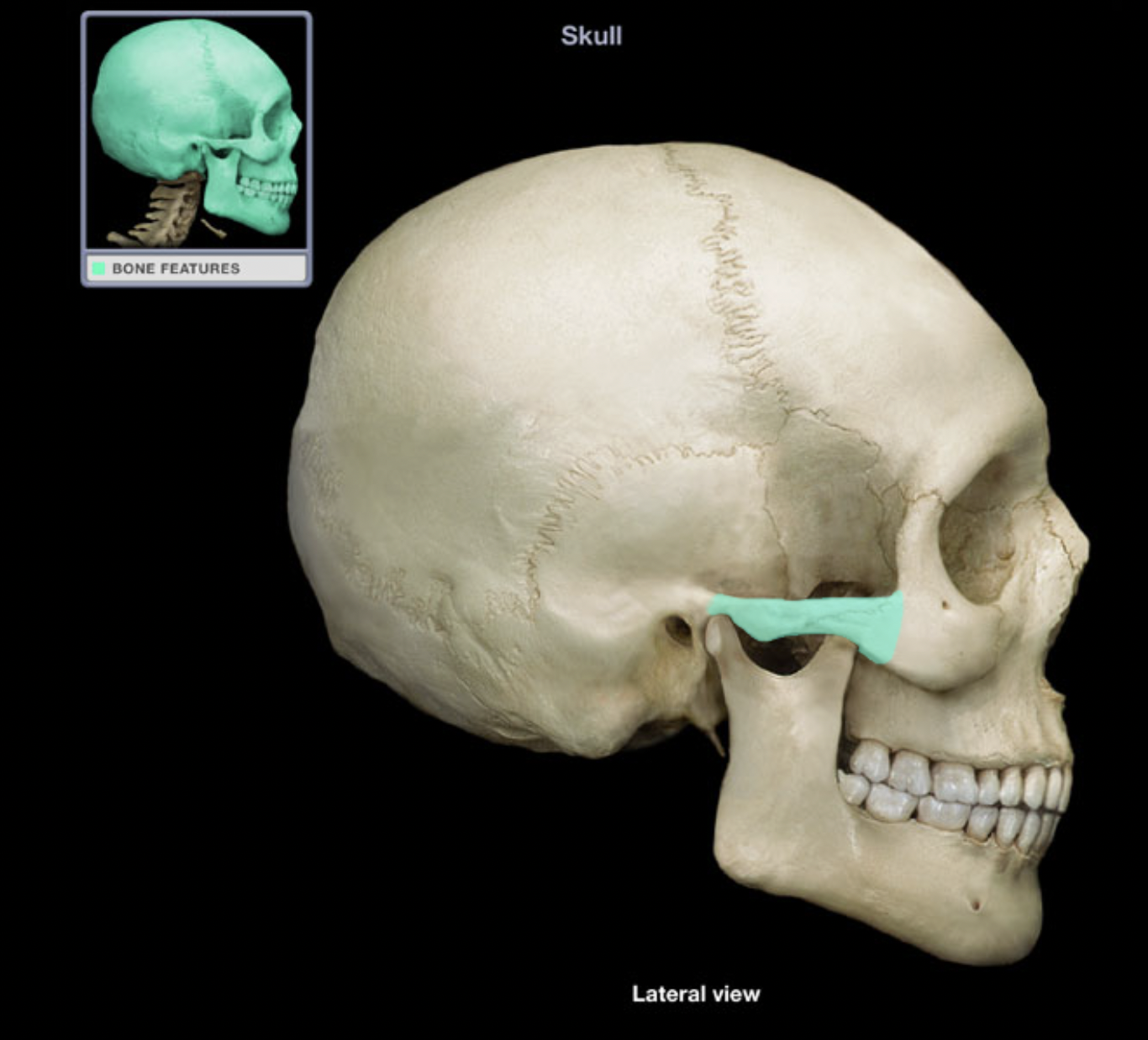 knowt flashcard image