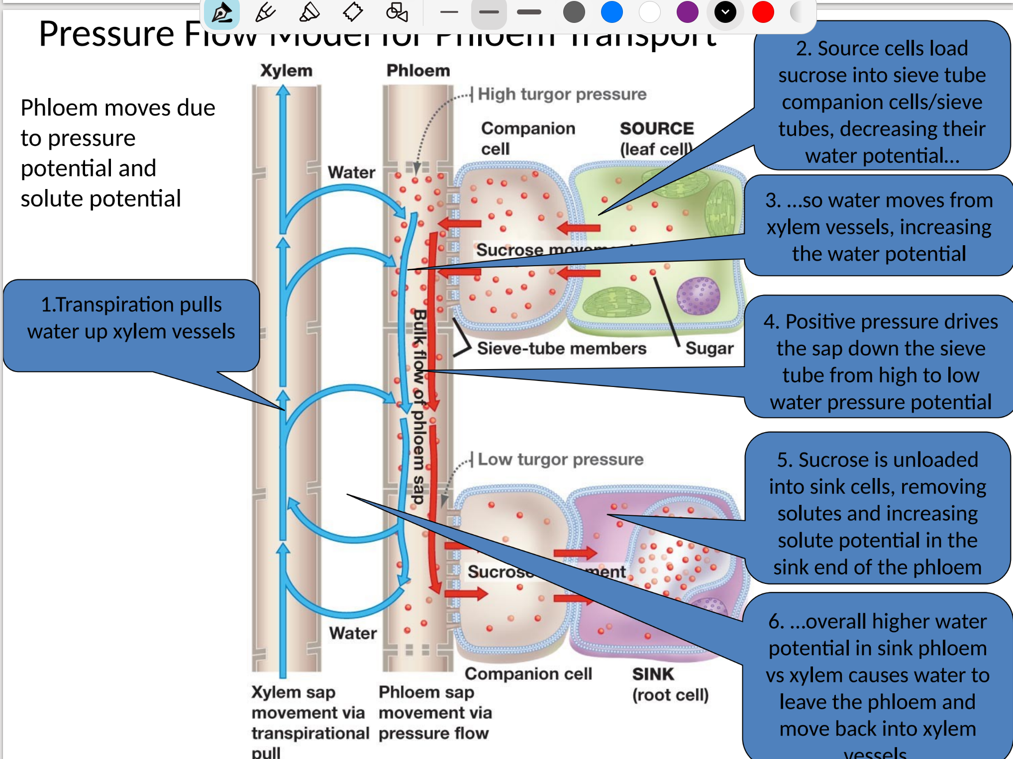 <ul><li><p>high conc of sugar at source creates a low <span>Ψ<sub>s</sub></span></p></li></ul><p>→ low solute potential draws water into phloem from adjacent xylem</p><p>→ movement of water into phloem creates a high Ψ<sub>p</sub> in the phloem</p><p>→ high turgor pressure forces movement of phloem sap from source to sink through process called '“bulk flow”</p><p>→ the sugars moved via bulk flow are rapidly removed from the phloem at the sink</p><p>→ removal of the sugars at the sink increases the Ψ<sub>s</sub> → causes water to leave phloem and return to xylem → decreases Ψ<sub>p </sub>at the sink</p><p></p>