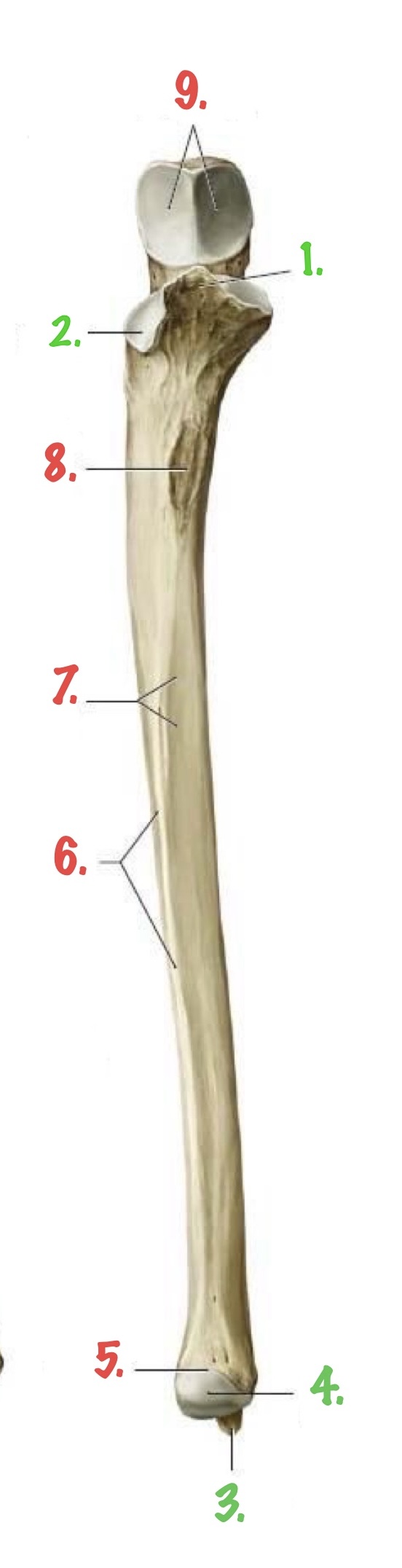 <p>Identify 4.</p>