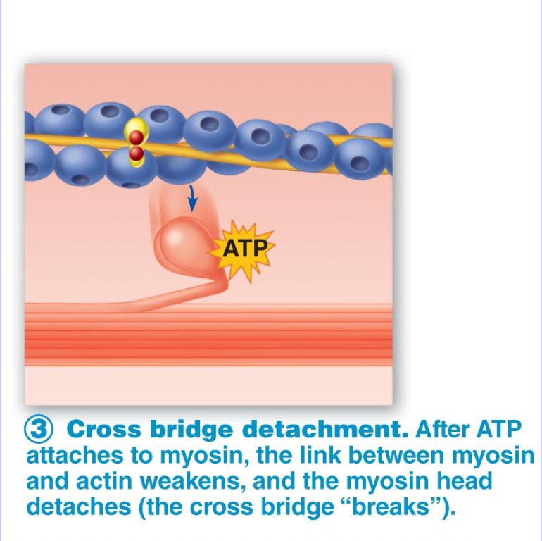 <ol><li><p>ATP binds to myosin head</p></li><li><p>Myosin detaches from actin </p></li></ol><p></p>