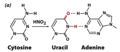 <p>Chemical mutagen. </p><p><mark data-color="yellow" style="background-color: yellow; color: inherit;">Changes </mark><strong><mark data-color="yellow" style="background-color: yellow; color: inherit;">cytosine</mark></strong><mark data-color="yellow" style="background-color: yellow; color: inherit;"> to uracil </mark></p><p><mark data-color="yellow" style="background-color: yellow; color: inherit;">Ā» </mark><u><mark data-color="yellow" style="background-color: yellow; color: inherit;">base-pairs with adenine</mark></u><mark data-color="yellow" style="background-color: yellow; color: inherit;"> instead of </mark><strong><mark data-color="yellow" style="background-color: yellow; color: inherit;">guanine</mark></strong></p>