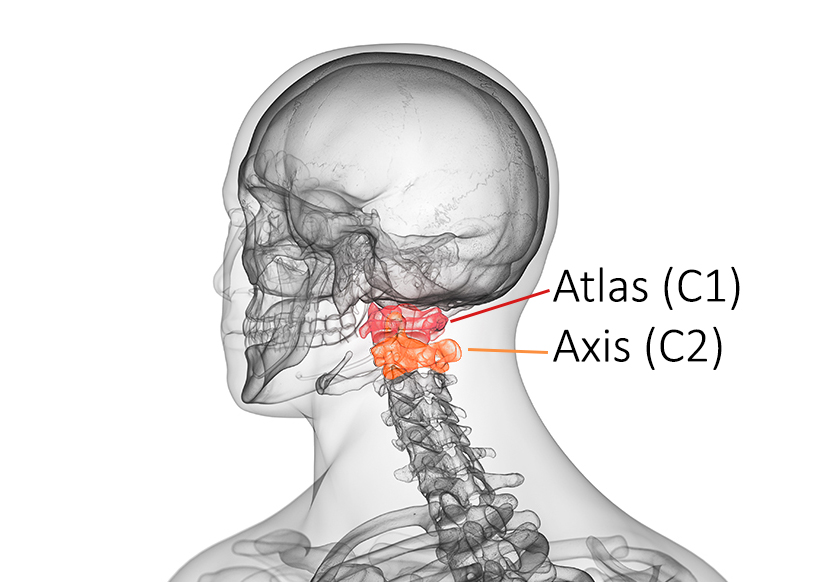 <p>The atlas(C1) lets you nod your head “yes”</p><p>The axis(C2) lets you nod your head “no”</p>
