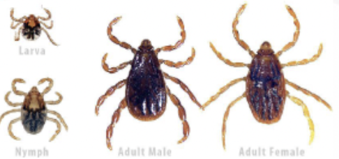 <p>What is the genus of this tick?</p>