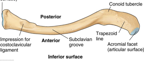 <p><span>The impression on the medial inferior surface of the clavicle is the site for the attachment of the:</span></p>