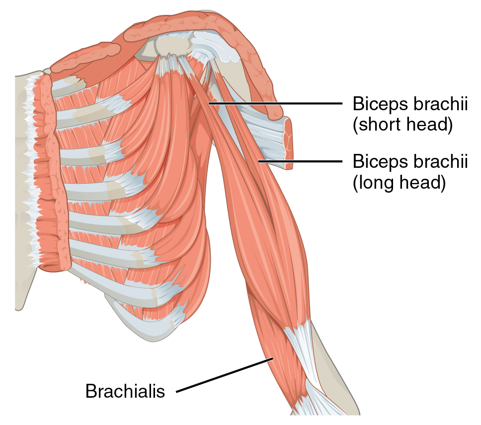 <p>What Muscle?</p>