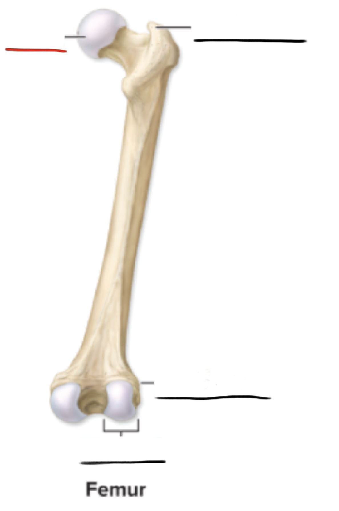 <p><strong>Anatomic Term</strong></p><p>Description</p><p>(General Structure)</p>