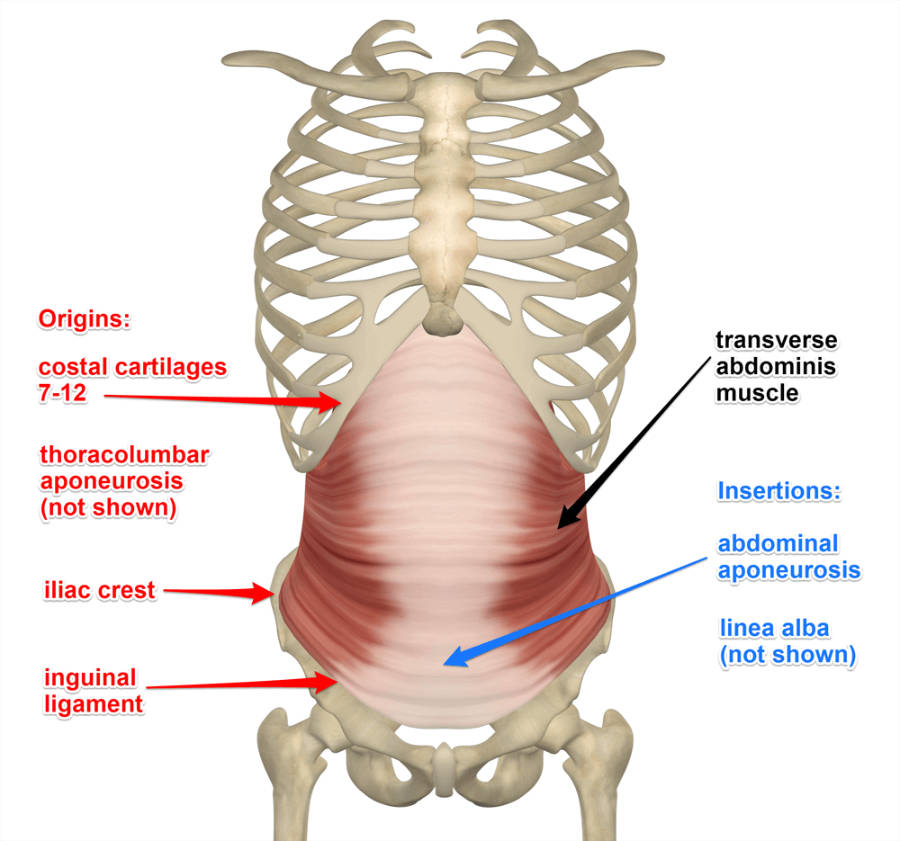 <p>describe the interaction of the transversus abdominis muscle aponeurosis</p>