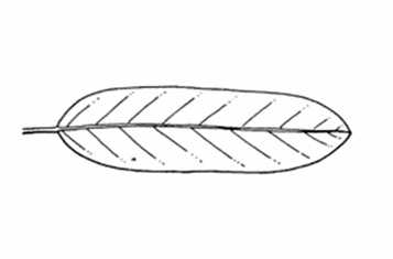 <p>A leaf shape that is longer than wide with sides that are nearly parallel.</p>
