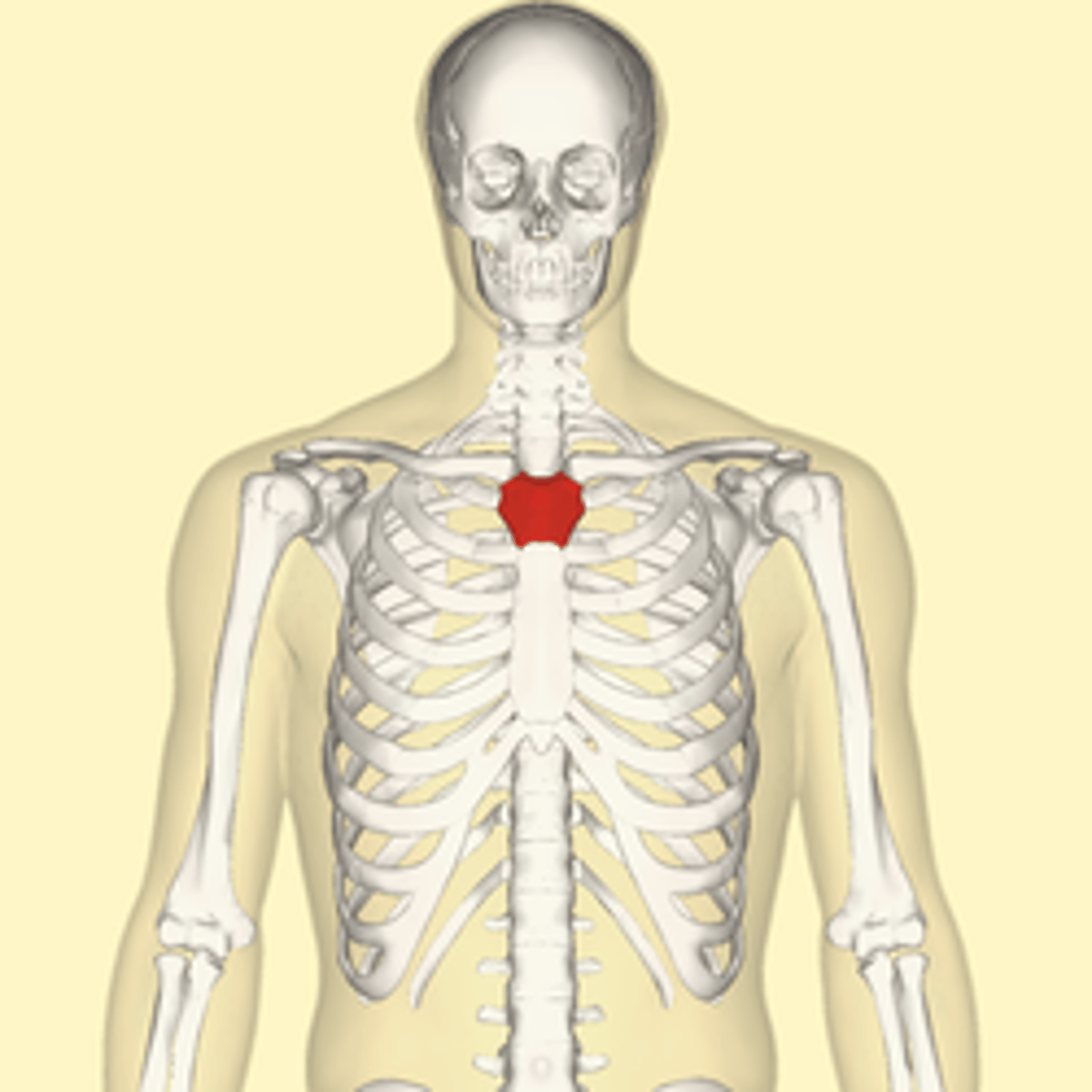 <p>Upper sternum</p>