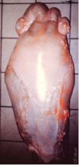 <p>What is this?</p>