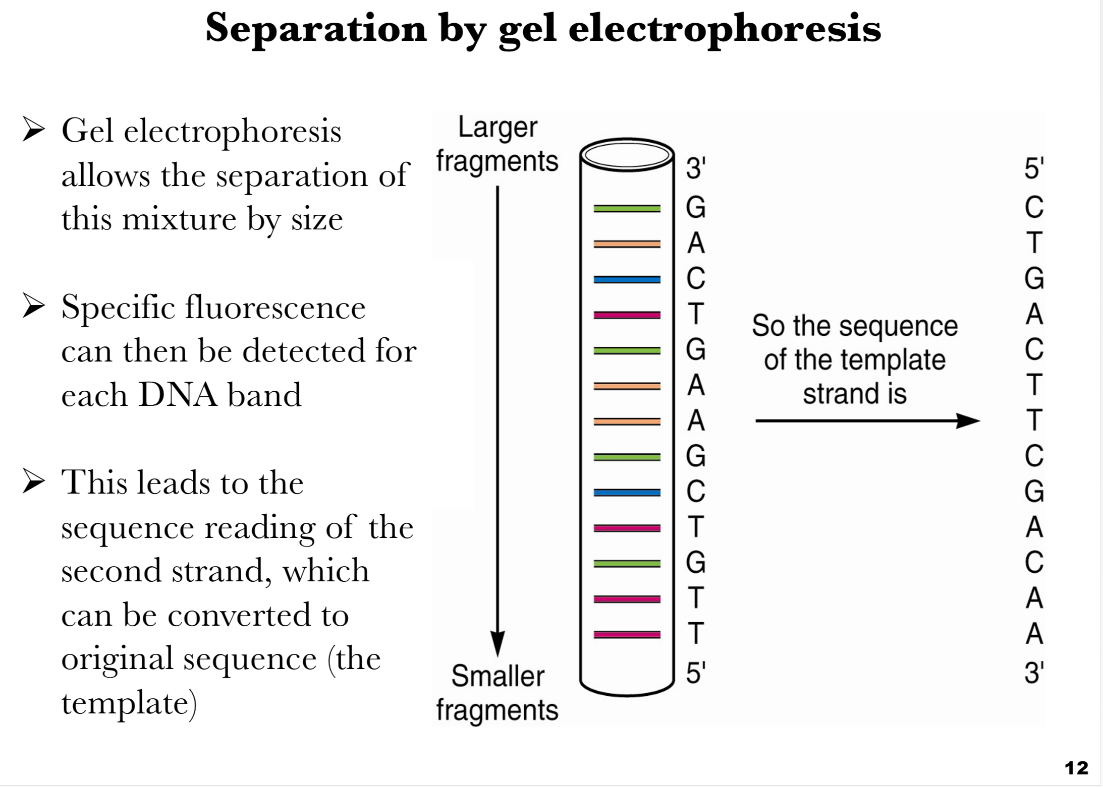 <p><span>This slide explains how <strong>DNA fragments generated during Sanger sequencing</strong> are separated and read to determine the DNA sequence.</span></p><p><span><strong>Separation principle:</strong></span></p><p><span><strong>Gel electrophoresis</strong> separates DNA fragments based on <strong>size</strong>.</span></p><p><span>Fragments move through a gel matrix when an electric current is applied; <strong>smaller fragments travel farther and faster</strong>, while <strong>larger fragments remain closer to the starting point</strong>.</span></p><p><span><strong>Detection:</strong></span></p><p><span>Each fragment ends with a <strong>fluorescently labeled ddNTP</strong>, allowing <strong>visualization of each terminated fragment</strong>.</span></p><p><span>Specialized detectors read the fluorescence, identifying the terminal nucleotide at each length.</span></p><p><span><strong>Sequence reading:</strong></span></p><p><span>The gel produces a <strong>ladder of bands</strong>, each representing a fragment ending at a particular base.</span></p><p><span>By reading from <strong>smallest to largest fragments</strong>, the sequence of the synthesized strand is revealed.</span></p><p><span>This sequence can be <strong>converted to the original template strand</strong> by applying base-pairing rules.</span></p><p><span><strong>Diagram explanation:</strong></span></p><p><span>Left: Gel electrophoresis column with fragments sorted by size.</span></p><p><span>Right: Sequence of the template strand derived from the gel pattern (5’ to 3’).</span></p><p><span><strong>Key takeaway:</strong></span></p><p><span>Gel electrophoresis transforms a mixture of DNA fragments into a <strong>readable sequence</strong>, forming the core of the Sanger sequencing technique.</span></p>