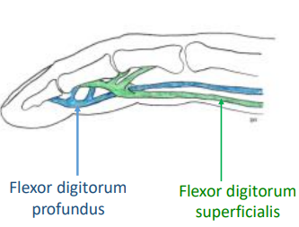 <p>How to test Motor and flexor tendons in hand</p>