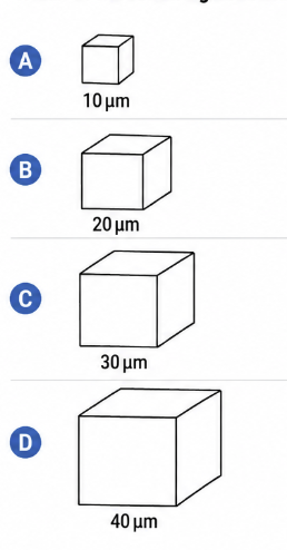 <p>Simple cuboidal epithelial cells line the ducts of certain human exocrine glands. Various molecules are eliminated from or out of the cells by diffusion. (The formula for the surface area of a cube is 6×S² , and the formula for the volume of a cube is S³, where S= the length of a side of the cube.)</p><p>Which of the following cube-shaped cells would be most efficient in removing waste by diffusion? </p><p>A) 10 μm<br>B) 20 μm<br>C) 30 μm<br>D) 40 μm</p>