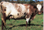 <p>Milking shorthorn </p>