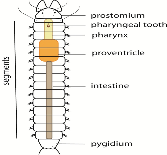 <p>The head of an annelid usually consists of a prostomium and a ______</p>