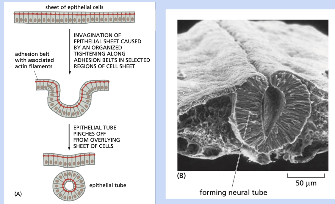 <p>folding into tubes, vesicles, and other related structures during development </p>