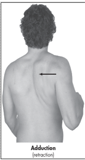 <p>Scapula moves medially toward spinal column</p><p>Frontal Plane</p>