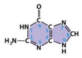 <p>what base is this?</p>