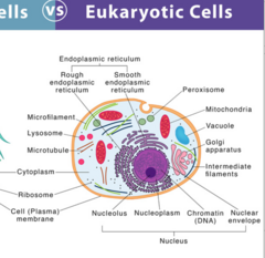 <p>A larger, complex cell that encloses its DNA inside a membrane-bound nucleus and contains specialized organelles (e.g., plant, animal, protist, and fungal cells).</p>