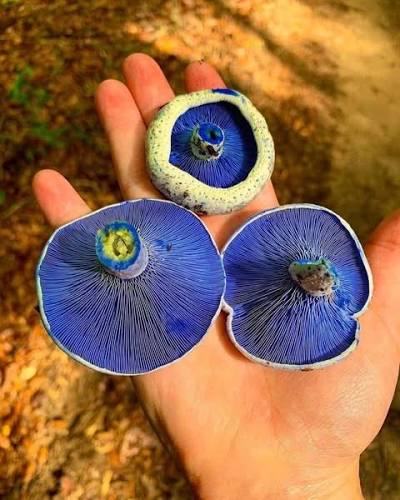 <p>Spore print?</p>