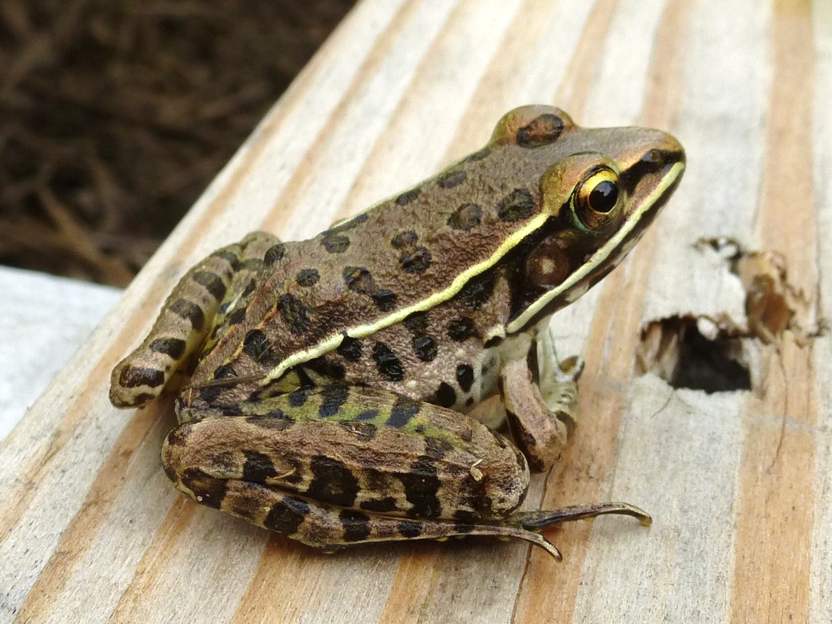 <p>Lithobates (Rana) sphenocephalus </p>