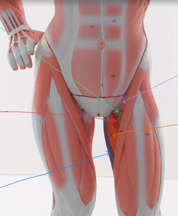 <p>Name the structure highlighted in ORANGE / with ORANGE ARROW</p>