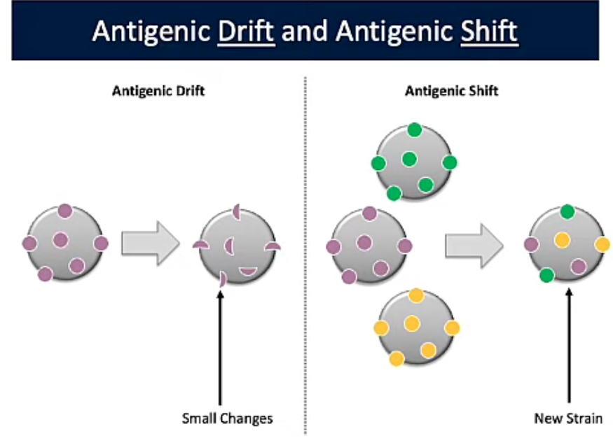 <p>Reassortment (Antigenic Shift)</p>