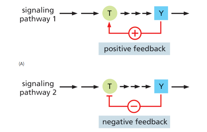 <p>regulates activity of components upstream in signaling pathway</p><ul><li><p><strong>positive feedback:</strong> A downstream signal increases earlier steps, strengthening the response.</p><ul><li><p>generates all-or-none switch like responses</p></li></ul></li><li><p><strong>negative feedback: </strong>A downstream signal inhibits earlier steps, reducing the response.</p><ul><li><p>can oscillate on/off as conc’ns rise and fall</p></li></ul></li></ul><p></p>
