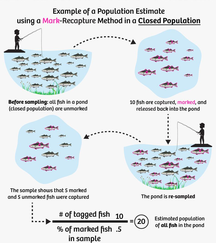 <p>capture-mark-recapture</p><ul><li><p>animals captured, counted, tagged &amp; released</p></li><li><p>capture again after time pass</p><ul><li><p>previously tagged animals counted &amp; unmarked organisms are marked</p></li><li><p>abundance calculated using formula</p></li></ul></li><li><p><strong>small </strong>pop. → recapture <strong>most </strong>marked ind.</p></li><li><p><strong>large </strong>pop. → recapture <strong>few </strong>marked ind.</p><ul><li><p>multiply 2 big # &amp; divide by small # </p><ul><li><p>(A x B) / c</p></li></ul></li></ul></li></ul><p></p>