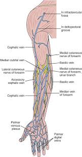 <p>major veins, most often in the arms and hands or via central venous access devices</p>