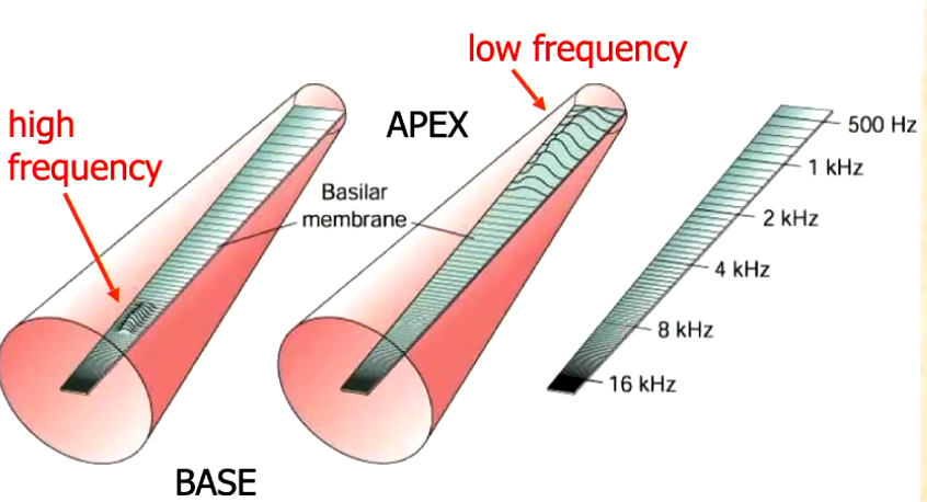 <ul><li><p>spiraling membrane (membrane follows spiral of cochlea)</p></li><li><p>fluid moves along here from base to apex </p></li><li><p>higher frequency causes more vibration at base (near oval window) vs low frequency at the apex </p></li><li><p>more vibration = more hair cell stimulation = more spiral ganglion stim. at this location </p></li><li><p>each spiral ganglion can resond to a range of frequencies, they will respond most to their preffered frequency at the specific location</p></li><li><p>known as place coding </p></li></ul><p></p>