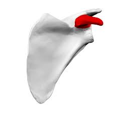 <p>Small, hook-like bony projection located on the upper, outer edge of the shoulder blade</p>
