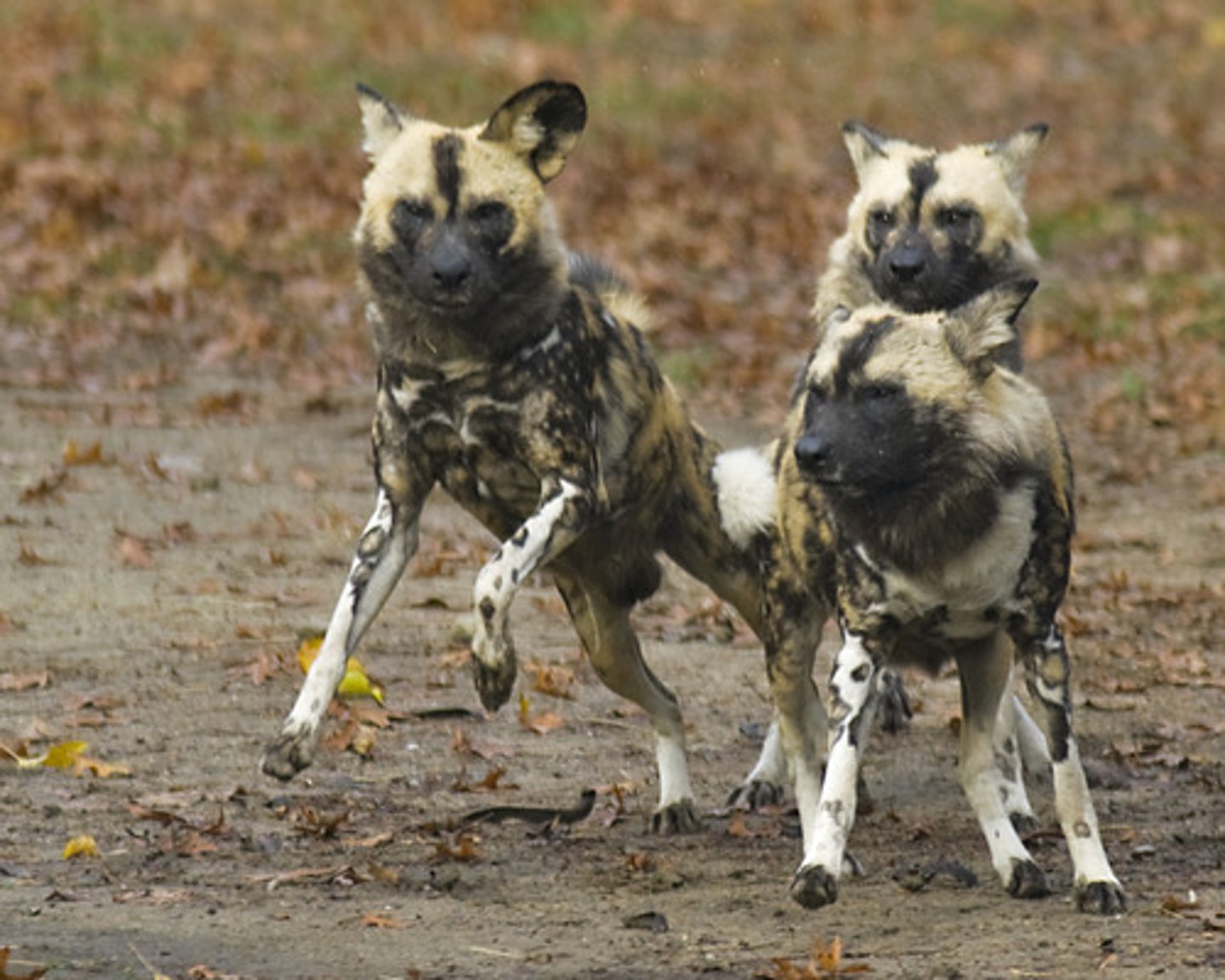 <p>When organisms work together for a common benefit.</p>